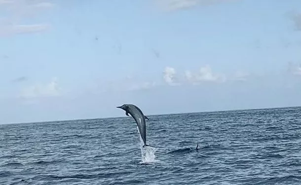 Observation des dauphins et découverte du littoral 