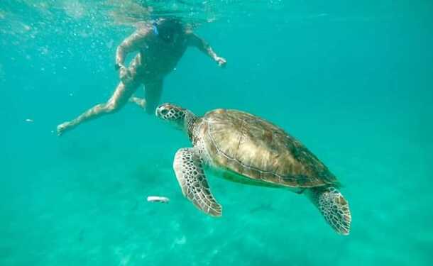 Après-midi au sud caraïbe avec les tortues