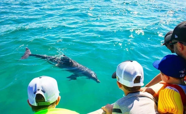 Observation des dauphins et découverte du littoral 
