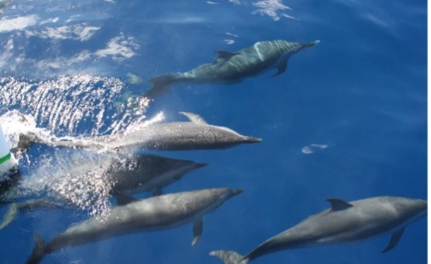 Catamaran and dolphin for a top half day