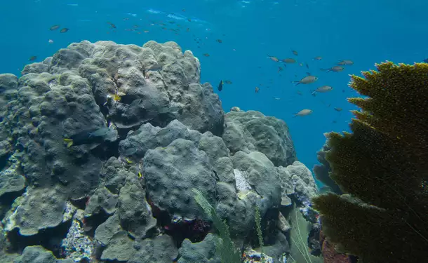 Snorkeling en bateau pour randonnée palmée (sur les coraux)