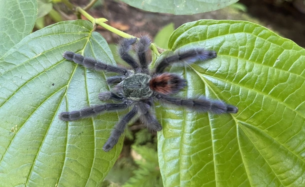 La randonnée inoubliable d'Anse Couleuvre à Grand Rivière