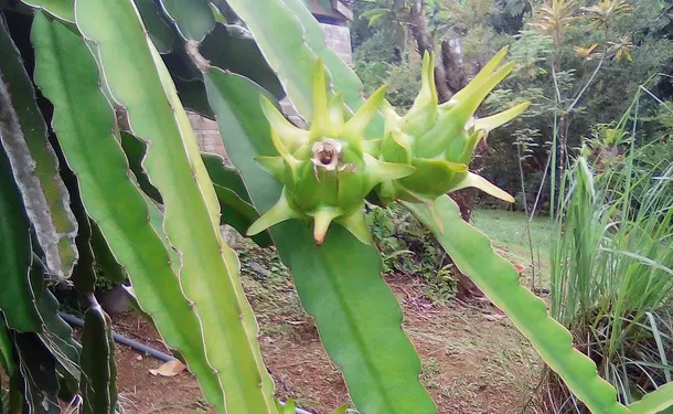 The Bonneville Garden