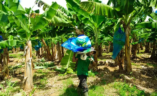 Voyage au cœur des plantations martiquaises en petit train