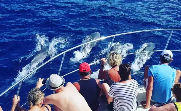 Cetacean watching (Dolphin)