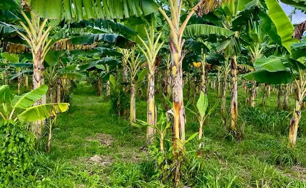 Voyage au cœur des plantations martiquaises en petit train