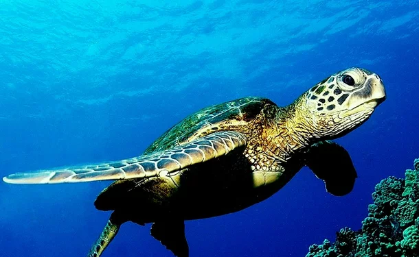 Afternoon catamaran in the south of the island