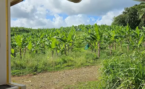 Voyage au cœur des plantations martiquaises en petit train