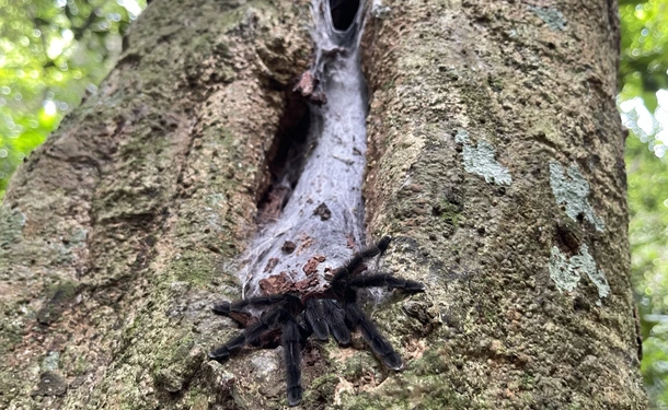 An unforgettable hike from Anse Couleuvre to Grand Rivière