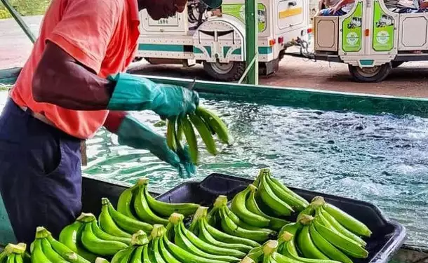 Voyage au cœur des plantations martiquaises en petit train