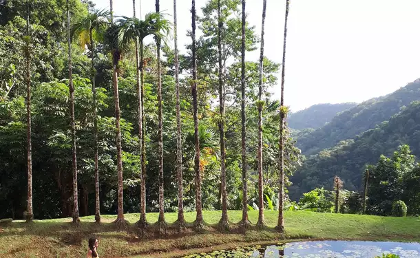 Jardin de Balata & Saint-Pierre, entre histoire et flore locale