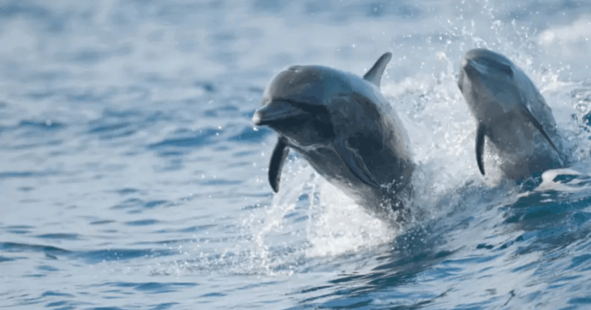 Martinique Small-Group Half-Day Dolphin Watching Tour 2023