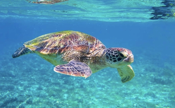 Discovery of the Caribbean coast and the south of the island