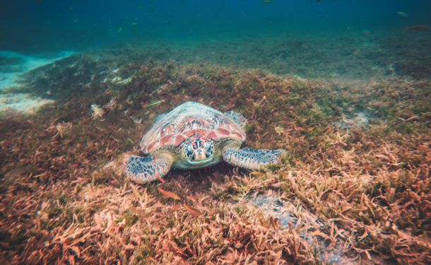 Baignade avec les tortues et découverte du littoral