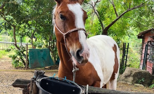Balade à cheval le long de la côte littorale de l'anse Macabou