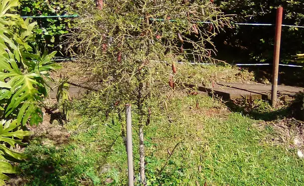 The Bonneville Garden