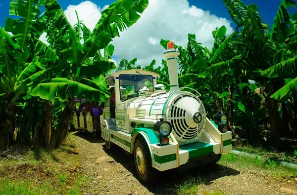 Voyage au cœur des plantations martiquaises en petit train