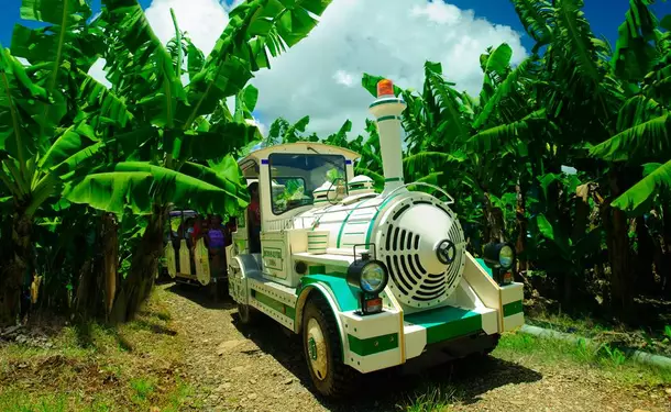 Voyage au cœur des plantations martiquaises en petit train