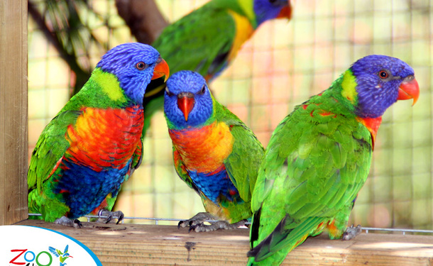 Le zoo de la Martinique