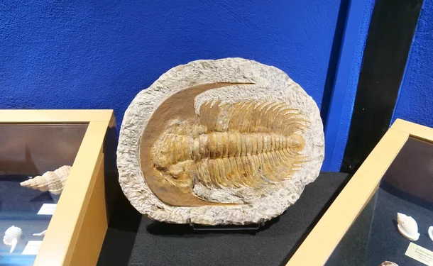 Sea Museum of Martinique