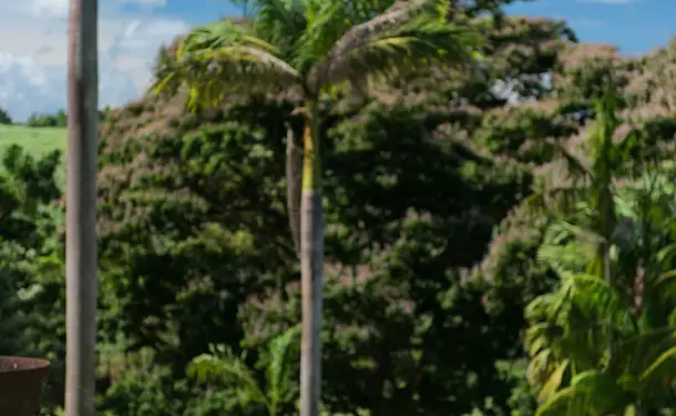 Les Jardins de l'Habitation Clément 