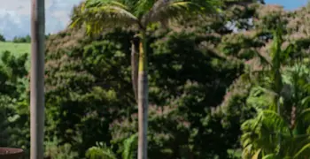 Les Jardins de l'Habitation Clément 