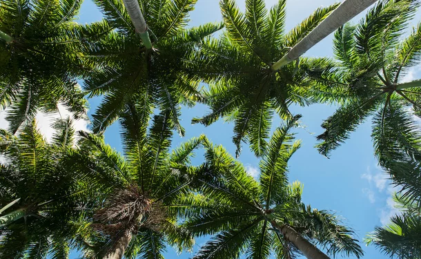 The Gardens of the Clement Residence 