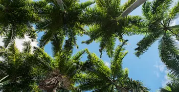 Les Jardins de l'Habitation Clément