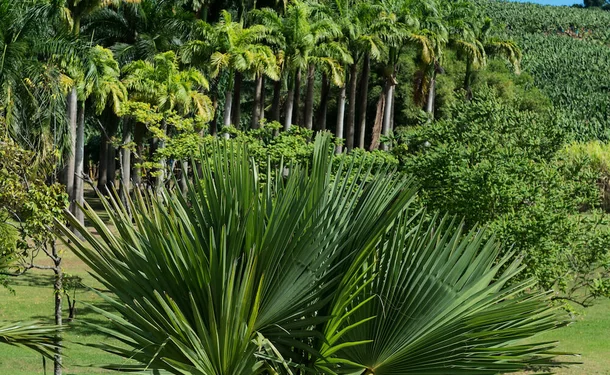 Les Jardins de l'Habitation Clément 