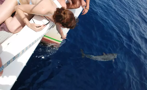 Journée catamaran au nord de l'île avec les dauphins