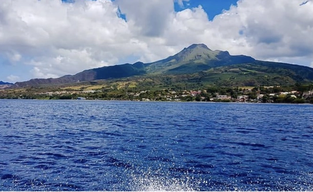 Cetacean watching (Dolphin)