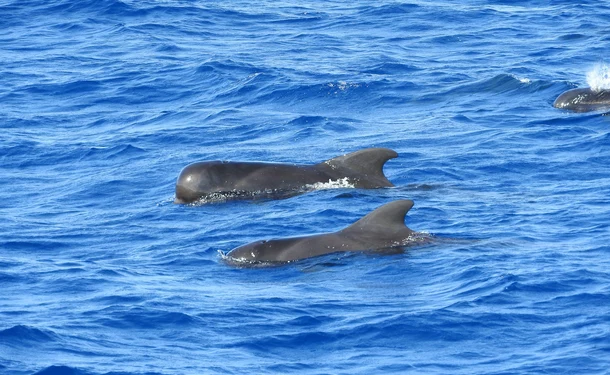 Cetacean watching (Dolphin)