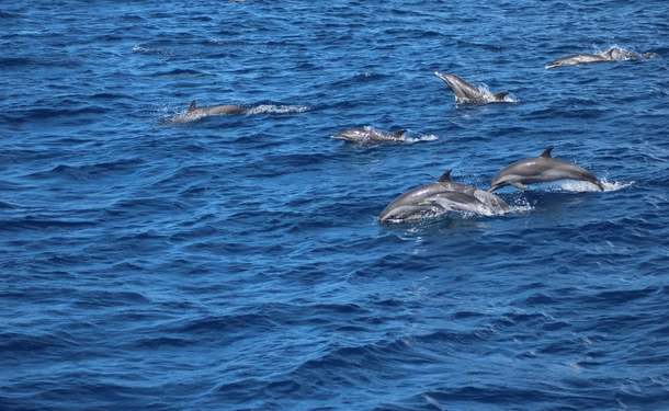 Cetacean watching (Dolphin)