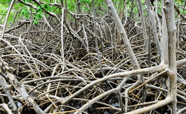 Discovery of the mangrove and the coral reef
