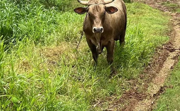 Buggy atlantique à la baie du trésor