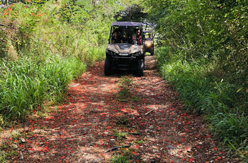 Tropical buggy adventures in the South