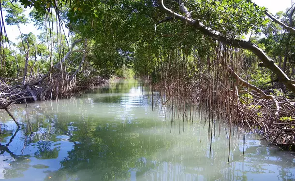 Découverte de la mangrove et du récif corallien