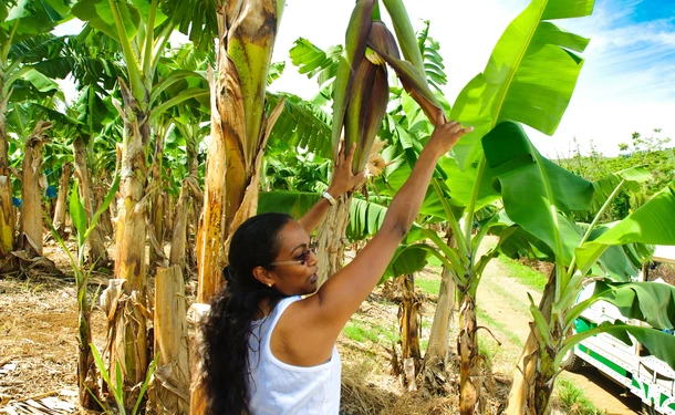 Journey to the heart of Martinique's plantations on the Little Train