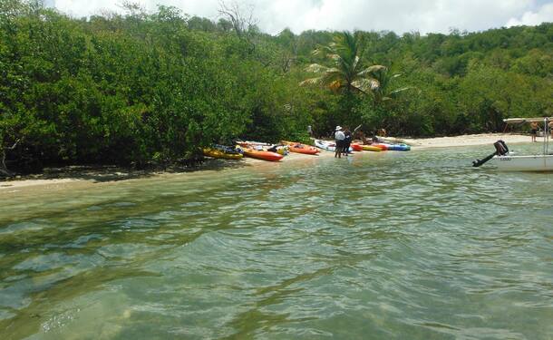 Kayak rental - trip to the Chancel islet and the mangrove