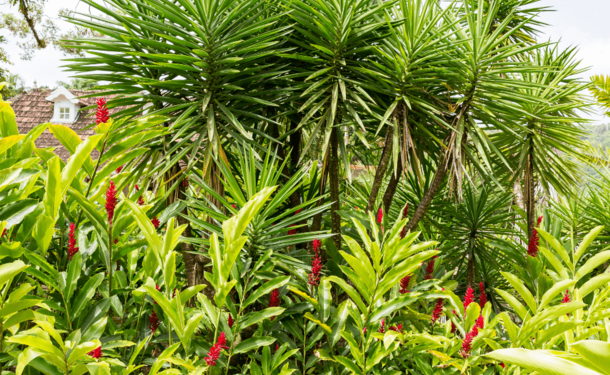 Le jardin botanique du Carbet