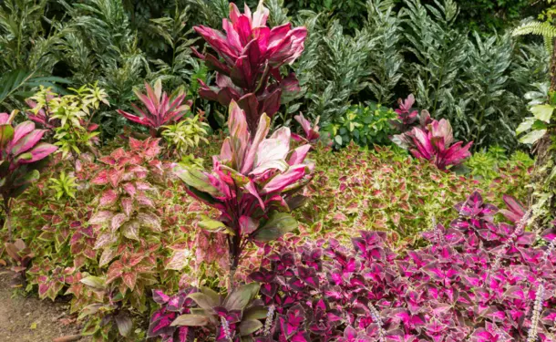 Le jardin botanique du Carbet