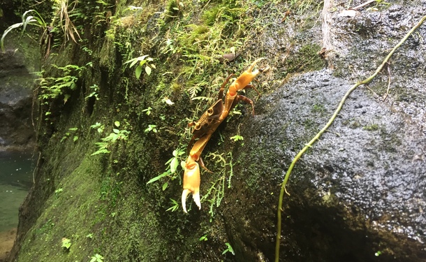 Rando Dlo - Randonnée et baignade à la cascade de l'Alma