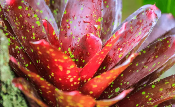 The Garden of Bel Air 