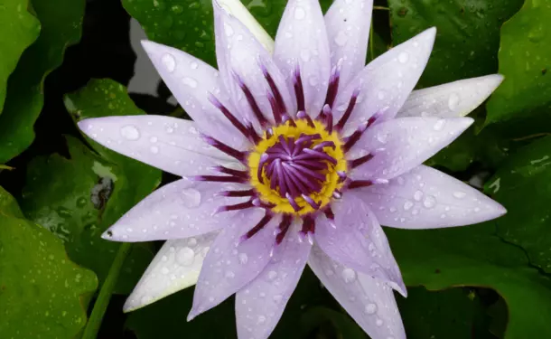 The Garden of Bel Air 